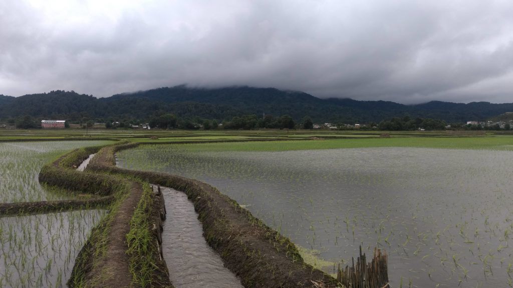 During One of Our Paddy Walks, Hari Village - Ziro Valley
