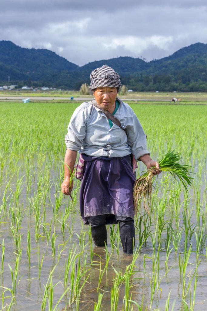 apatani women paddy fields