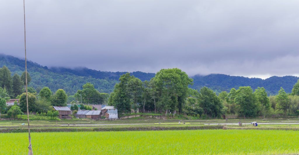 rice paddy ziro valley