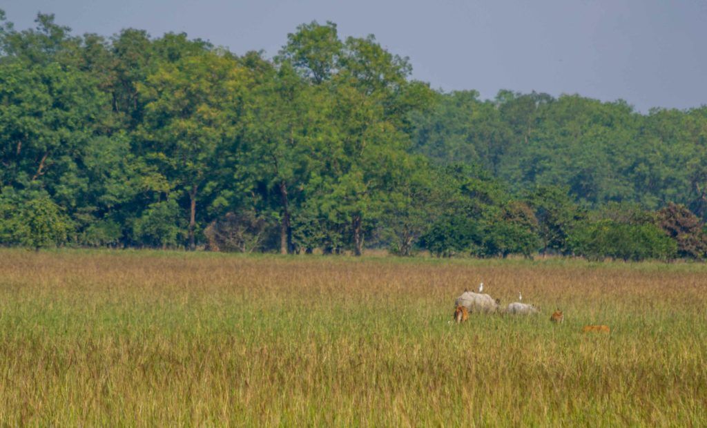 Rhinos Grazing in Pobitora Wildlife Sanctuary, Assam