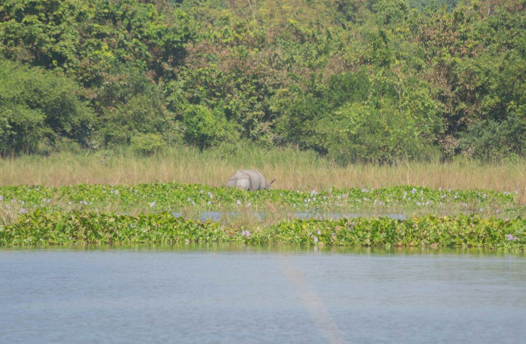 One-horned Rhino, Pobitora Forest Reserve