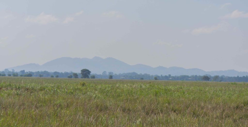 view from inside the pobitora wildlife sanctuary