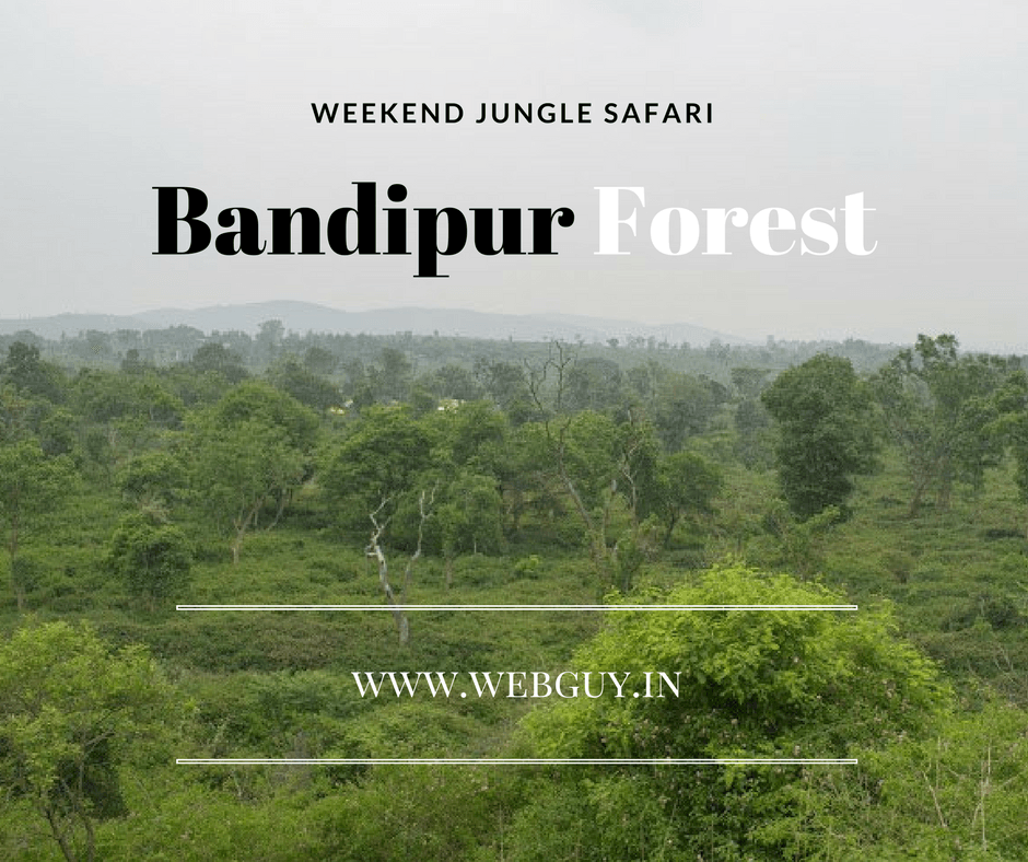 jungle safari in bandipur national park
