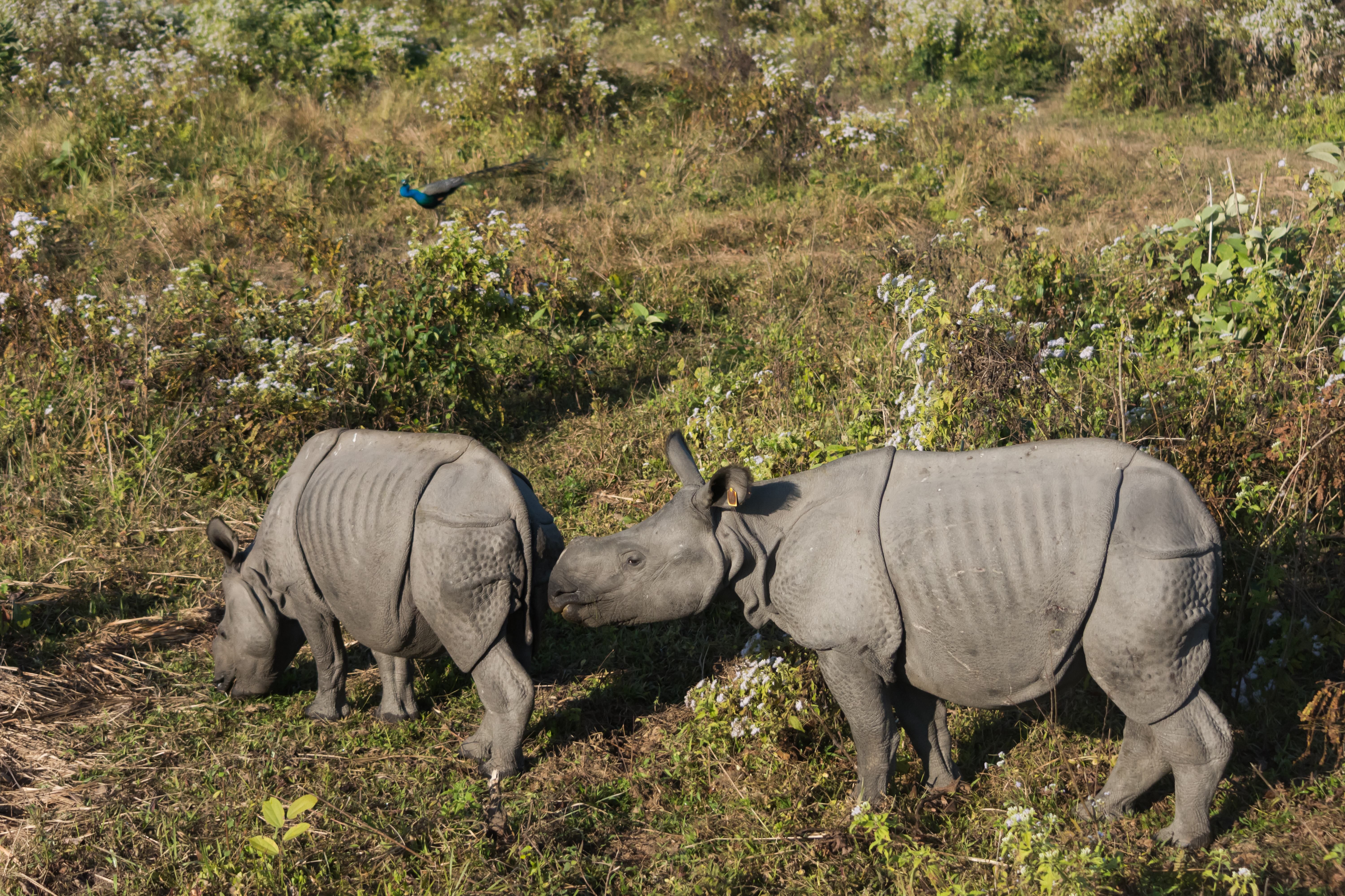 One-horned Rhinos in Manas National Park, Assam