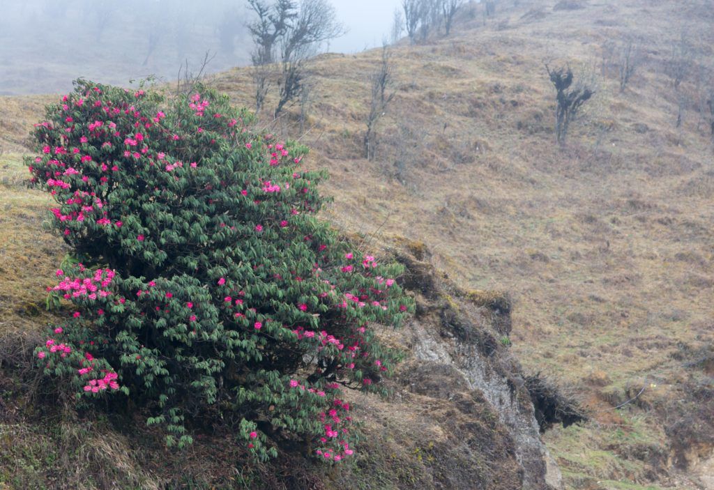 sandakphu rhodendoron trek