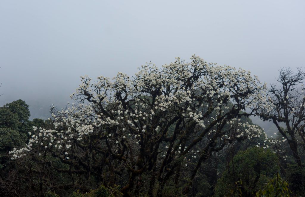 sandakphu rhodendoron trek