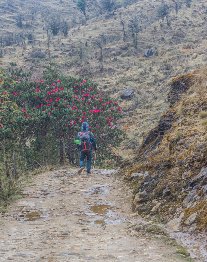 The colorful trail of Sandakphu