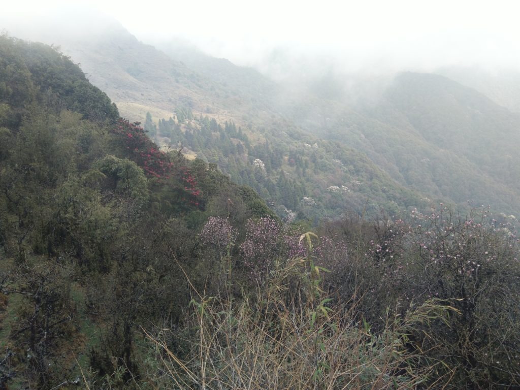 wild flowers on the sandakphu trail