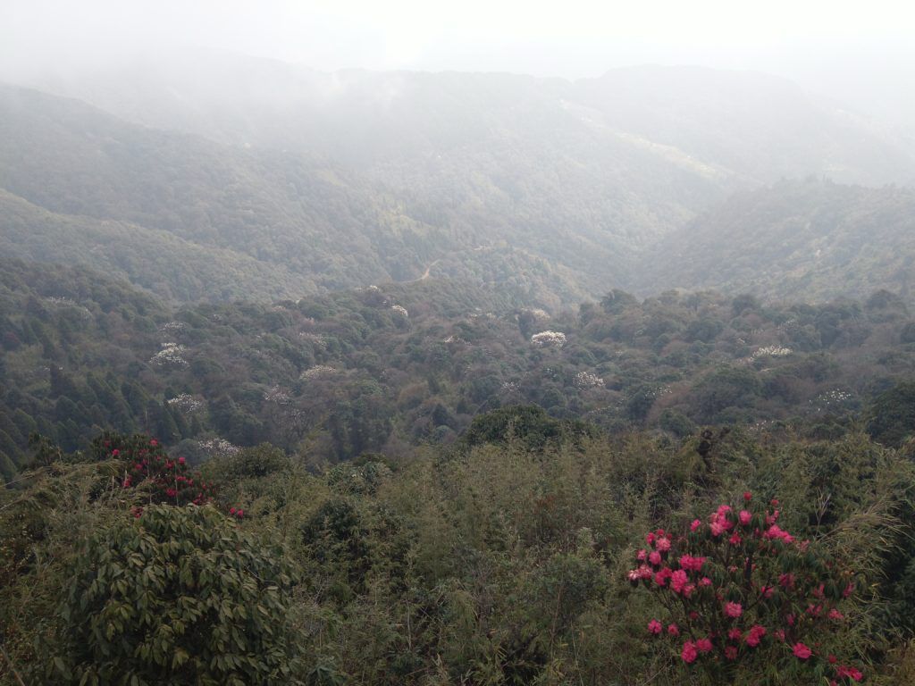 wild flowers sandakphu trek